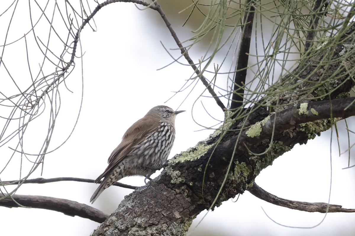 White-browed Treecreeper - ML640998109