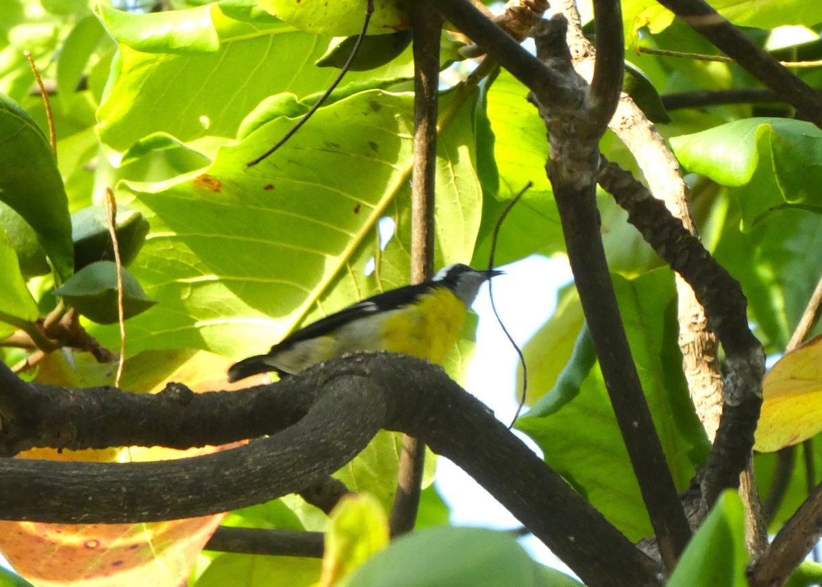 Bananaquit - ML640998160