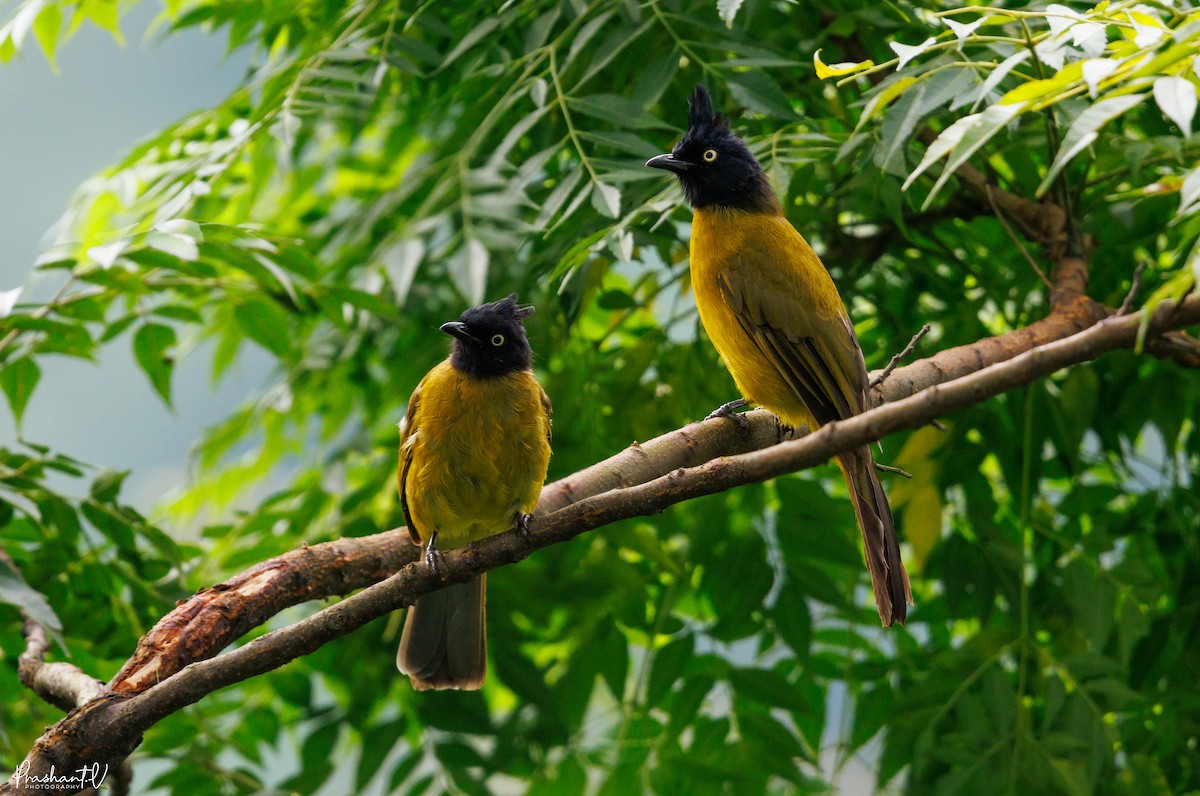 Black-crested Bulbul - ML640998198