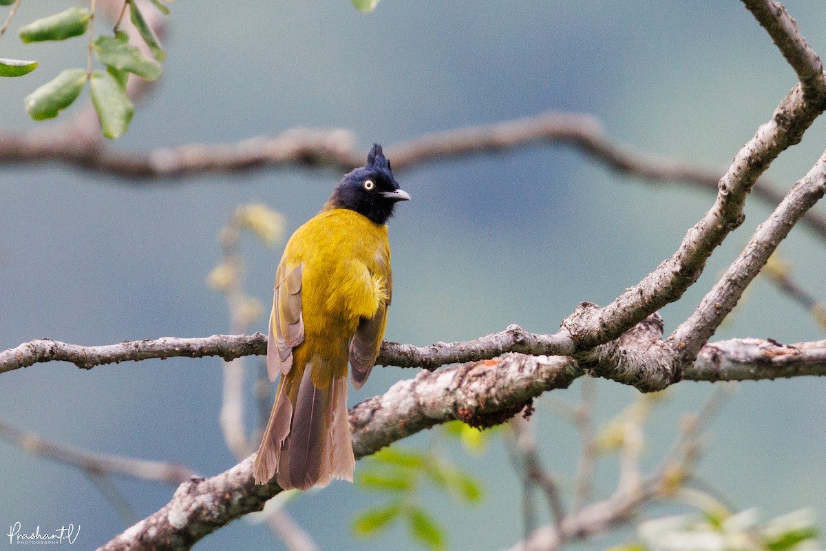 Black-crested Bulbul - ML640998235