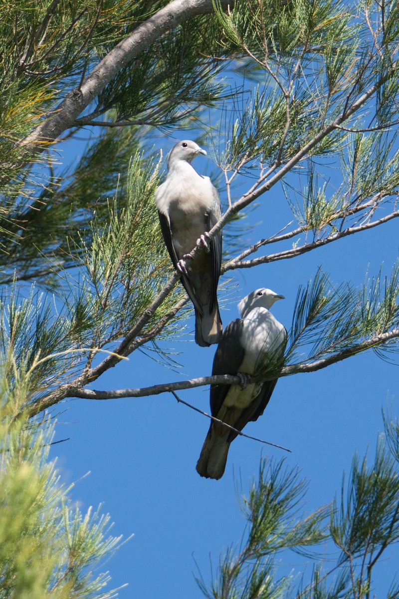 Gray Imperial-Pigeon - ML640998263