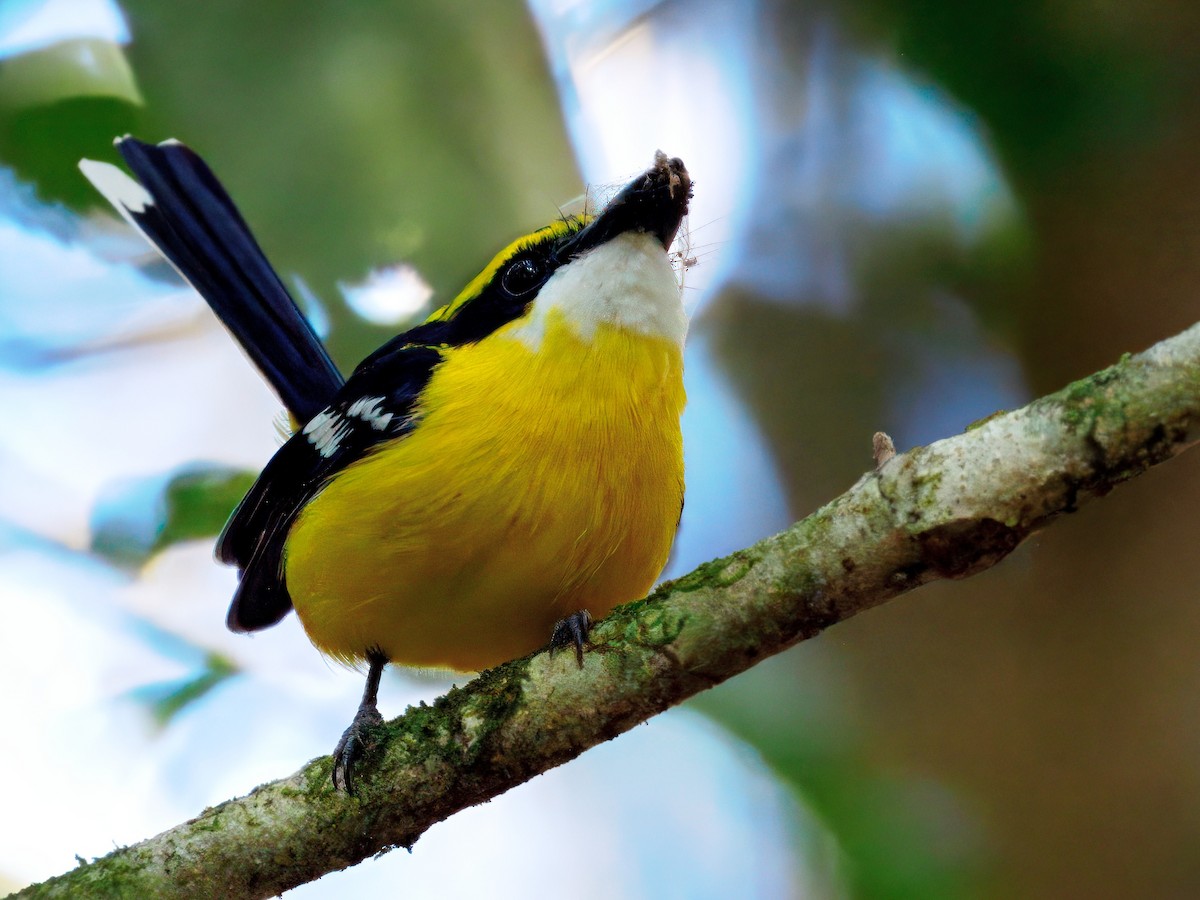 Yellow-breasted Boatbill - ML640998318