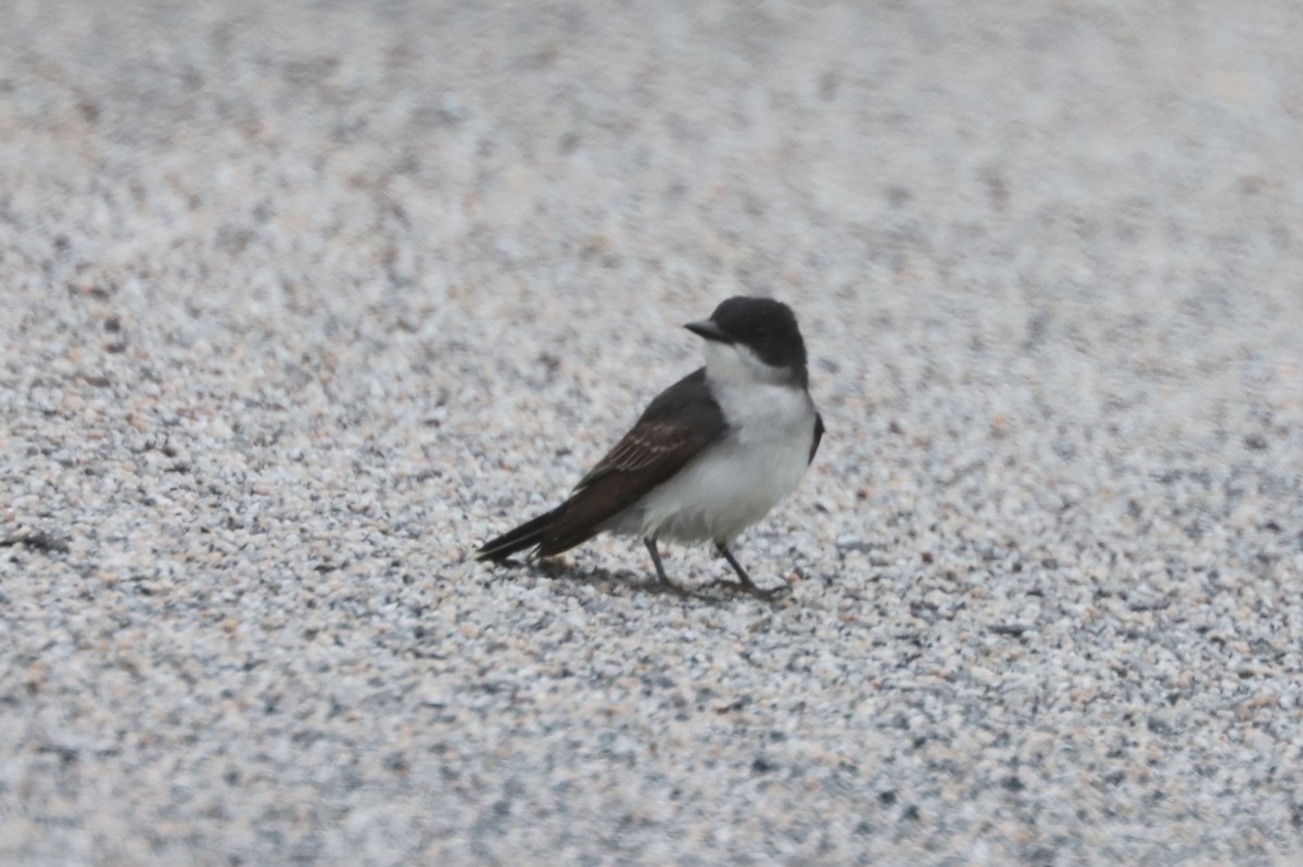 Eastern Kingbird - ML640998330