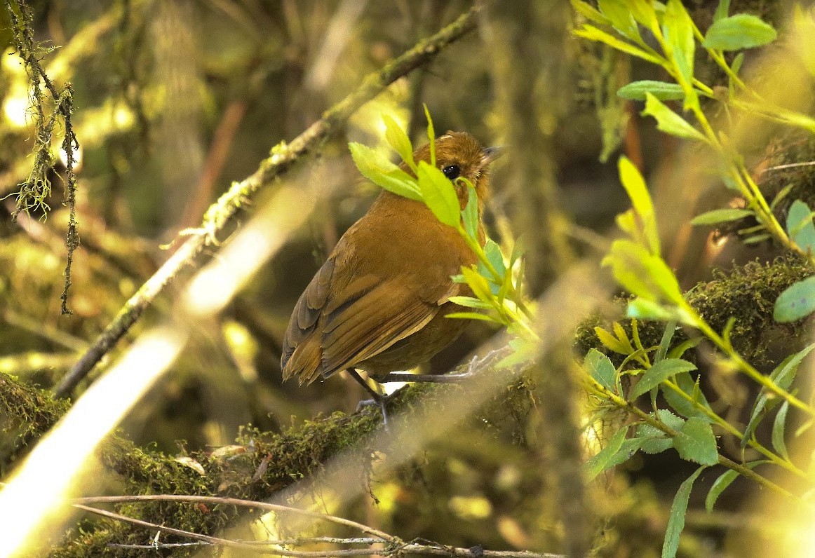 Muisca Antpitta - ML640998332