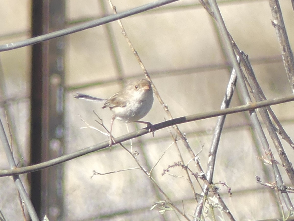 White-winged Fairywren - ML640998345