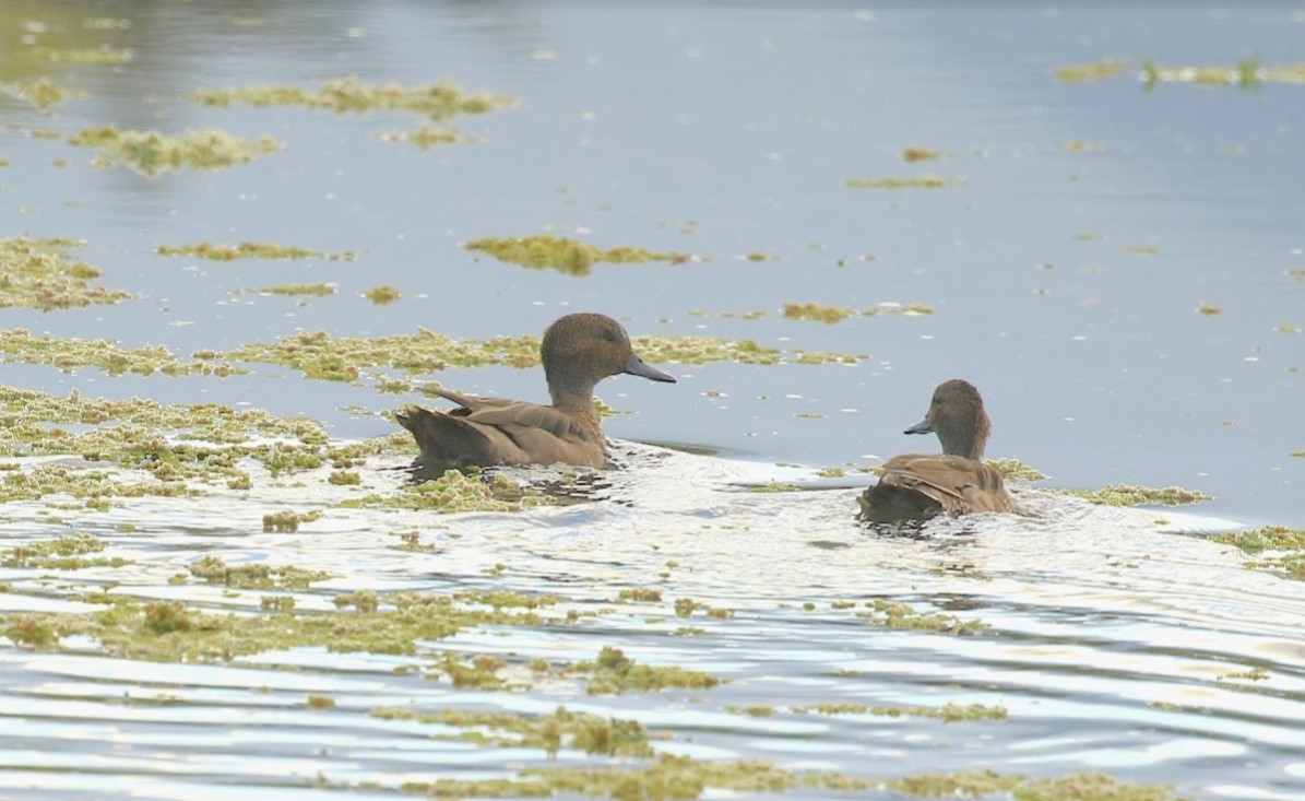 Andean Teal - ML640998367
