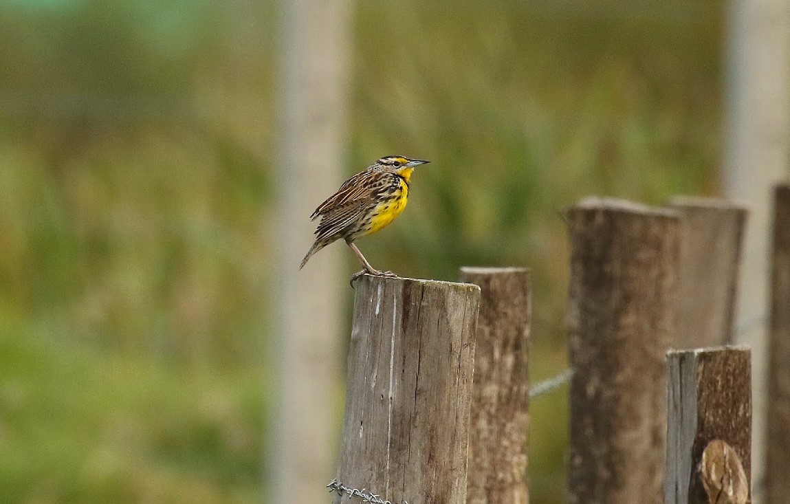 Eastern Meadowlark - ML640998373