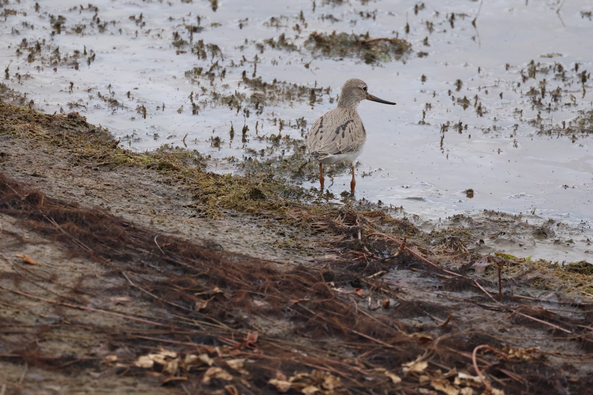 Terek Sandpiper - ML640998388