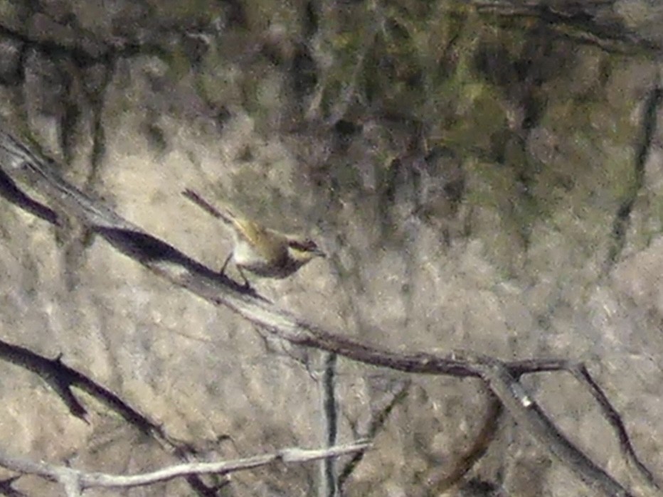 Singing Honeyeater - ML640998421