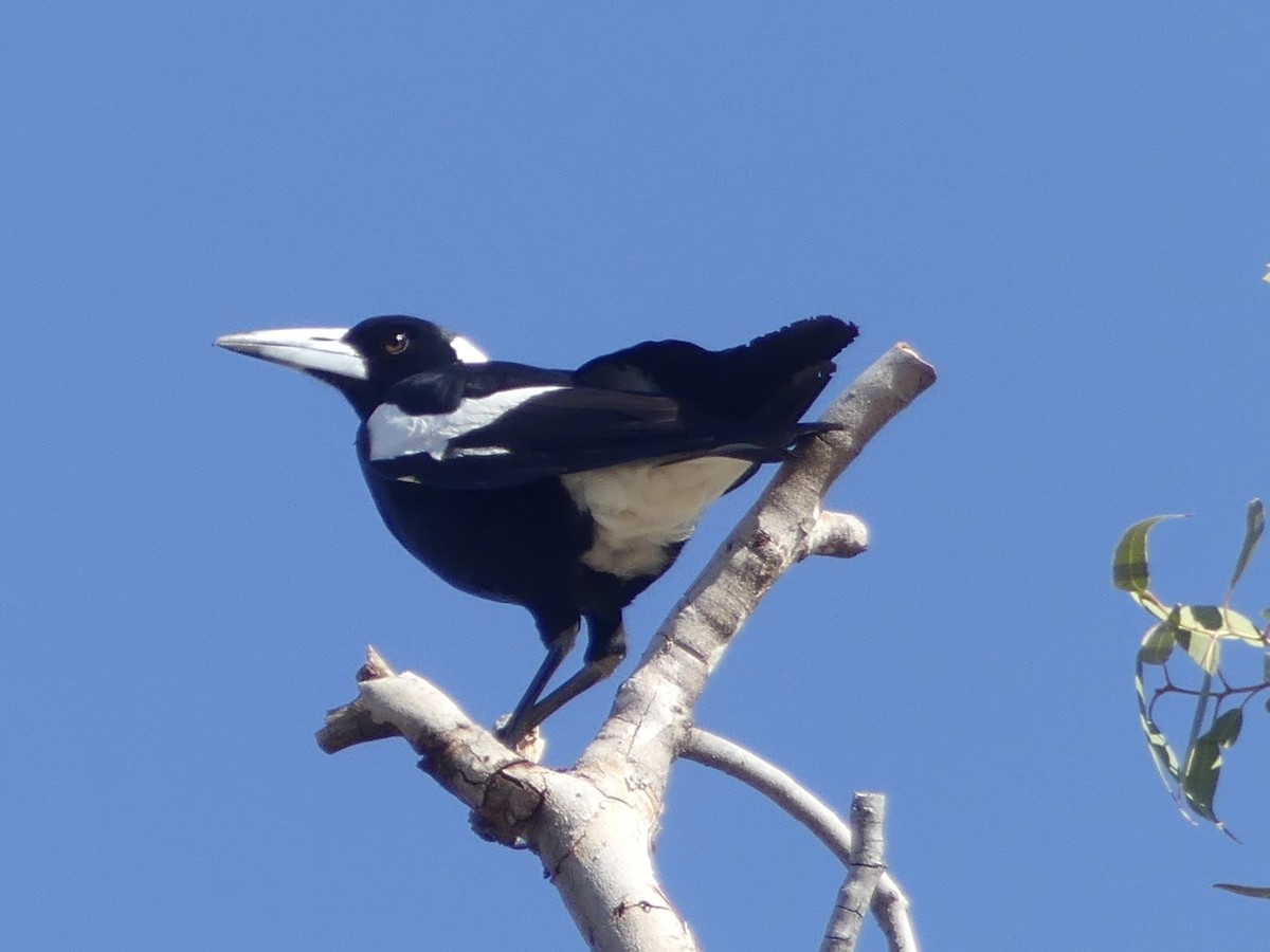 Australian Magpie - ML640998428