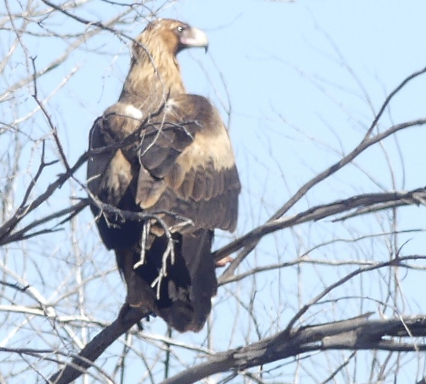 Wedge-tailed Eagle - ML640998434