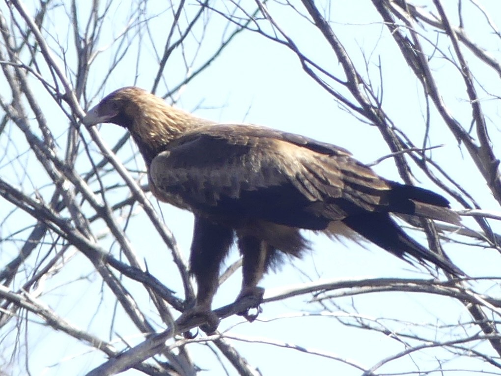 Wedge-tailed Eagle - ML640998435