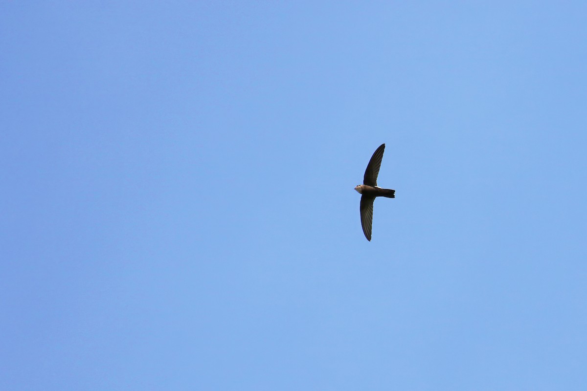 House Swift - ML640998460