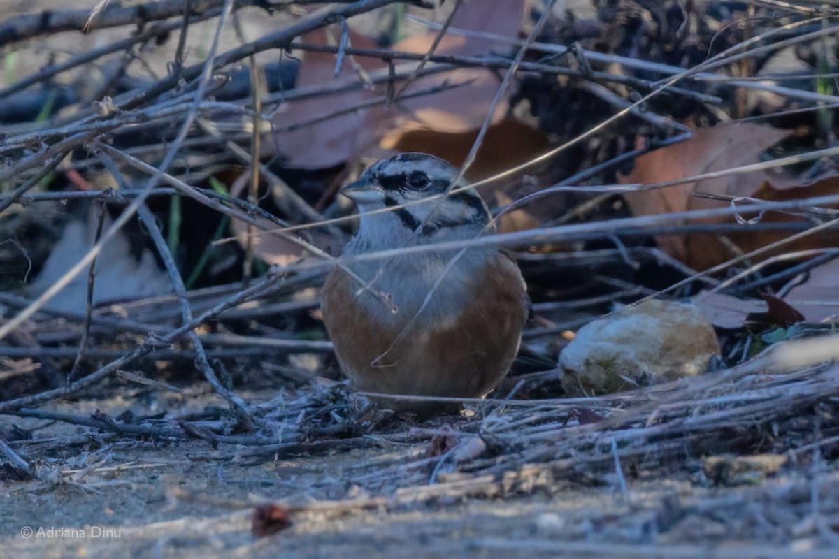 Rock Bunting - ML640998467