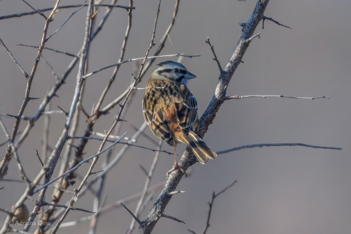 Rock Bunting - ML640998468