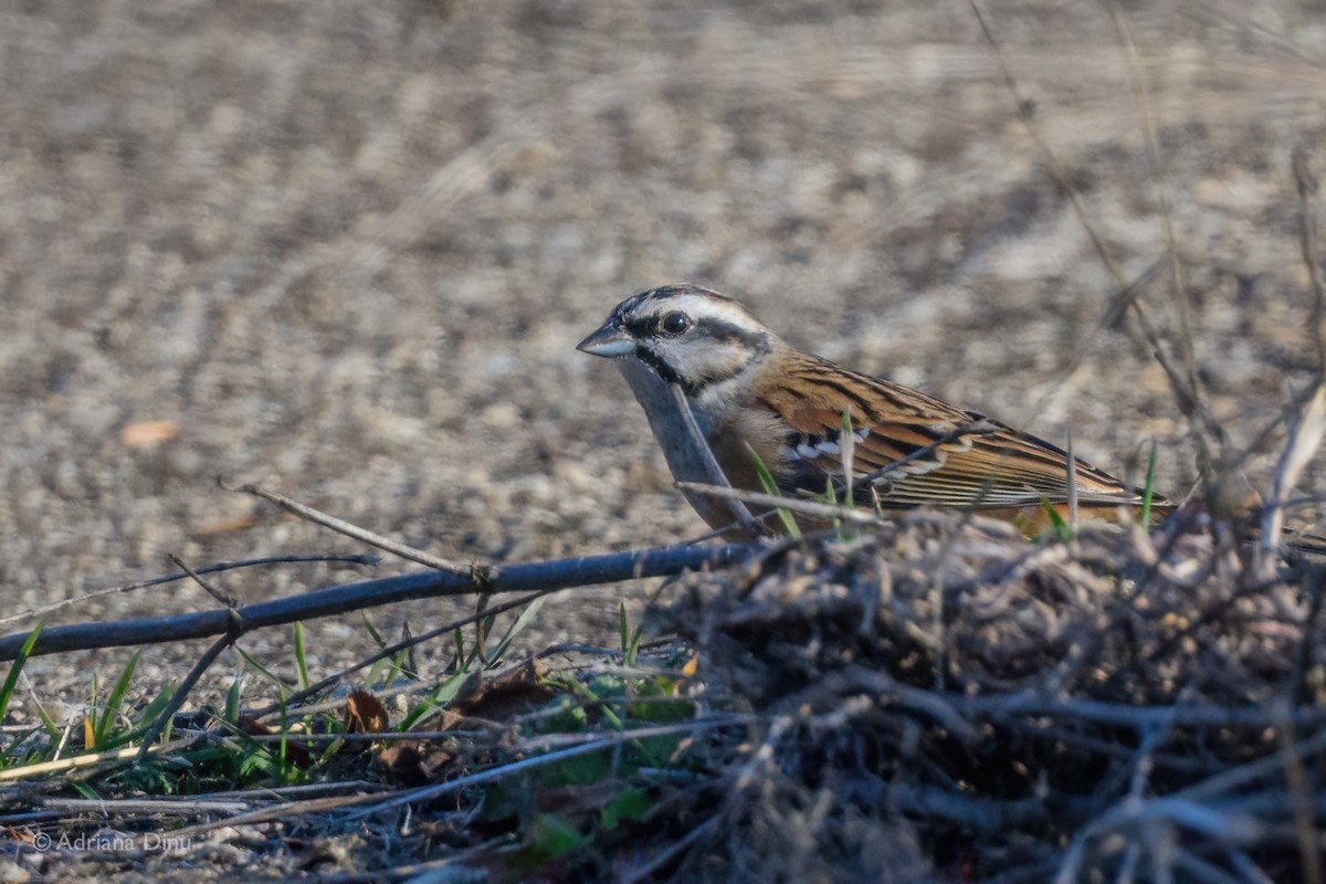 Rock Bunting - ML640998469