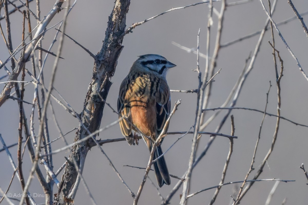 Rock Bunting - ML640998470