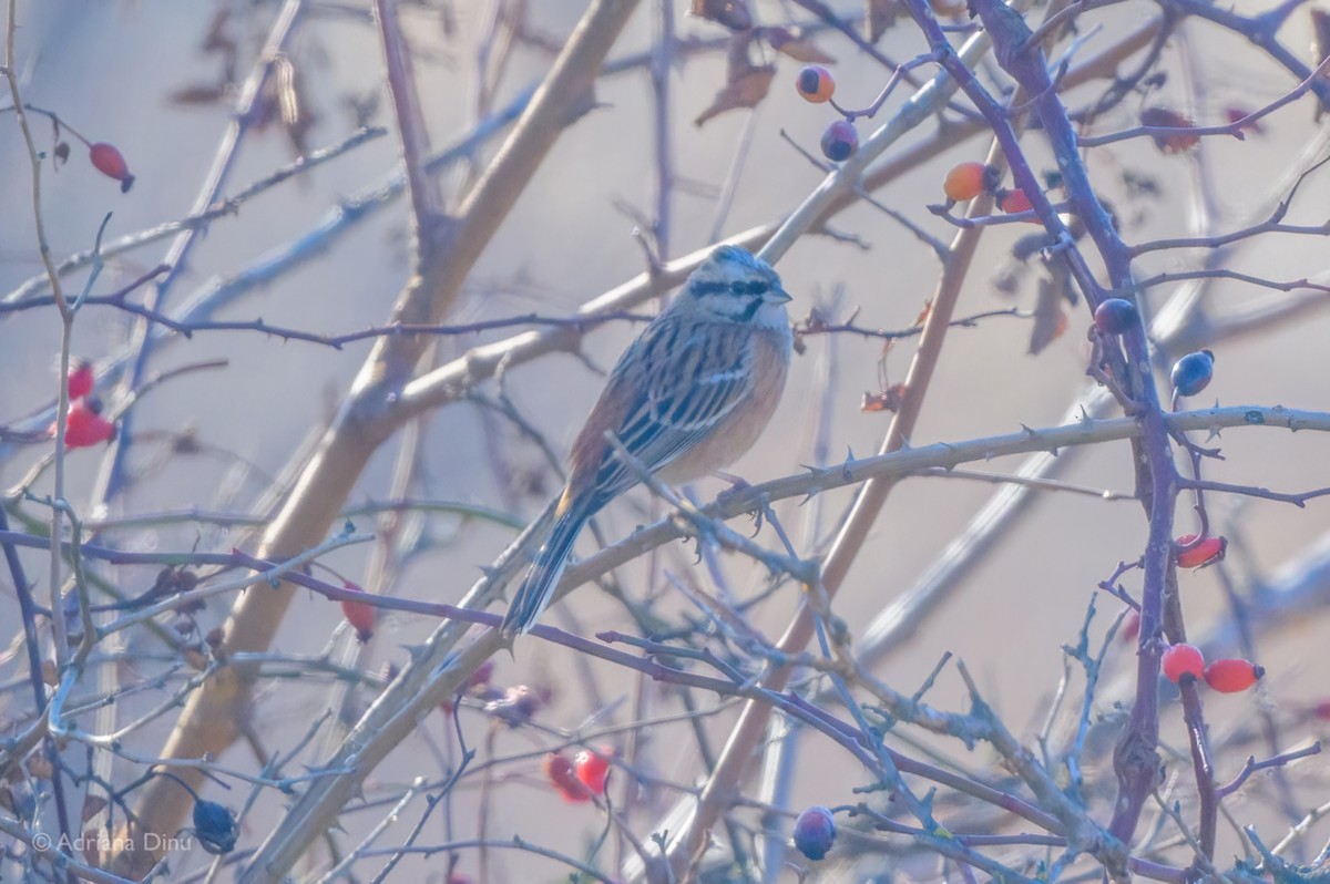 Rock Bunting - ML640998471