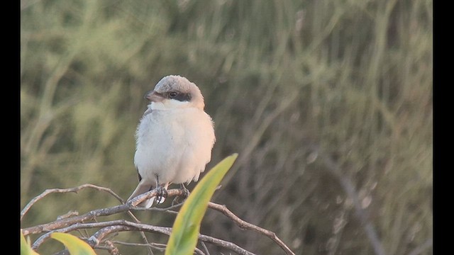 Lesser Gray Shrike - ML640998479