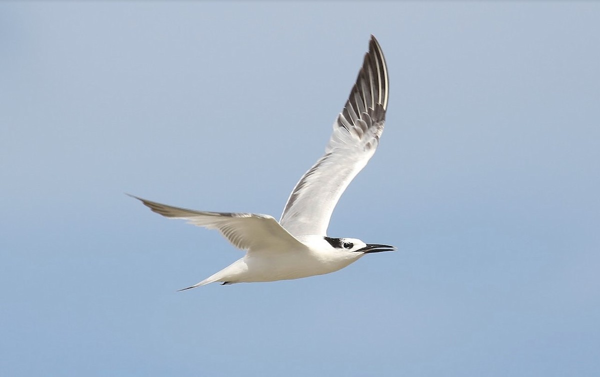 rybák severní (ssp. acuflavidus) - ML640998493