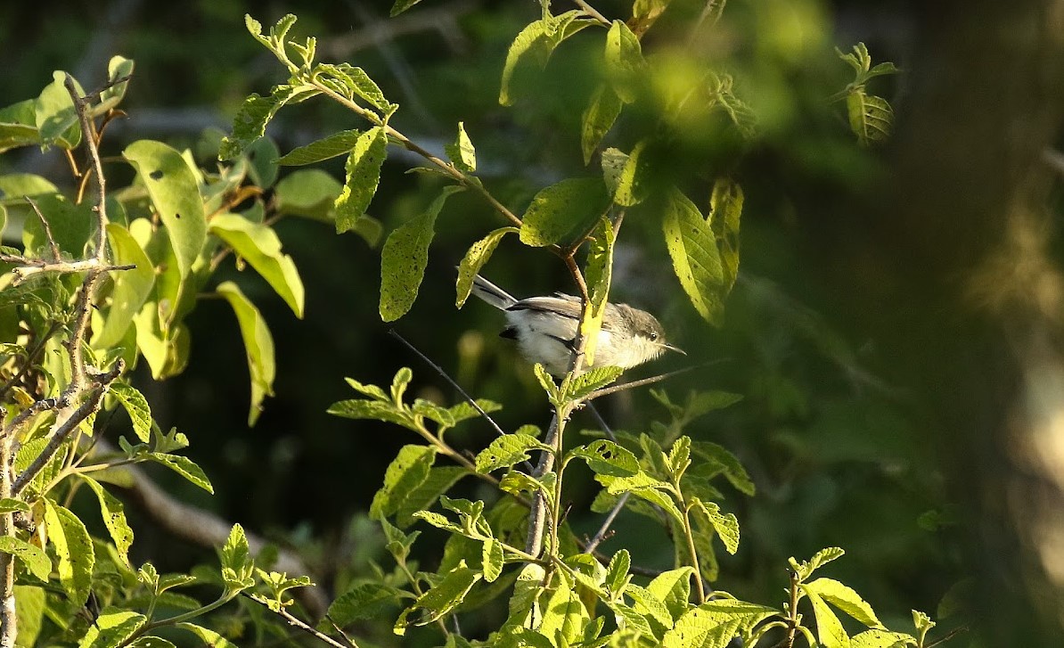 Tropical Gnatcatcher - ML640998522