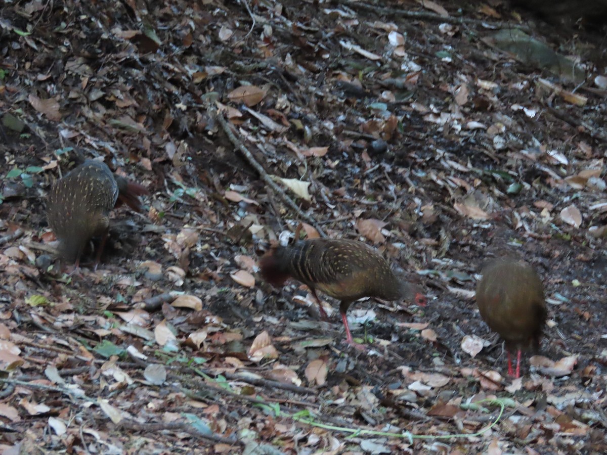 Swinhoe's Pheasant - ML640998529
