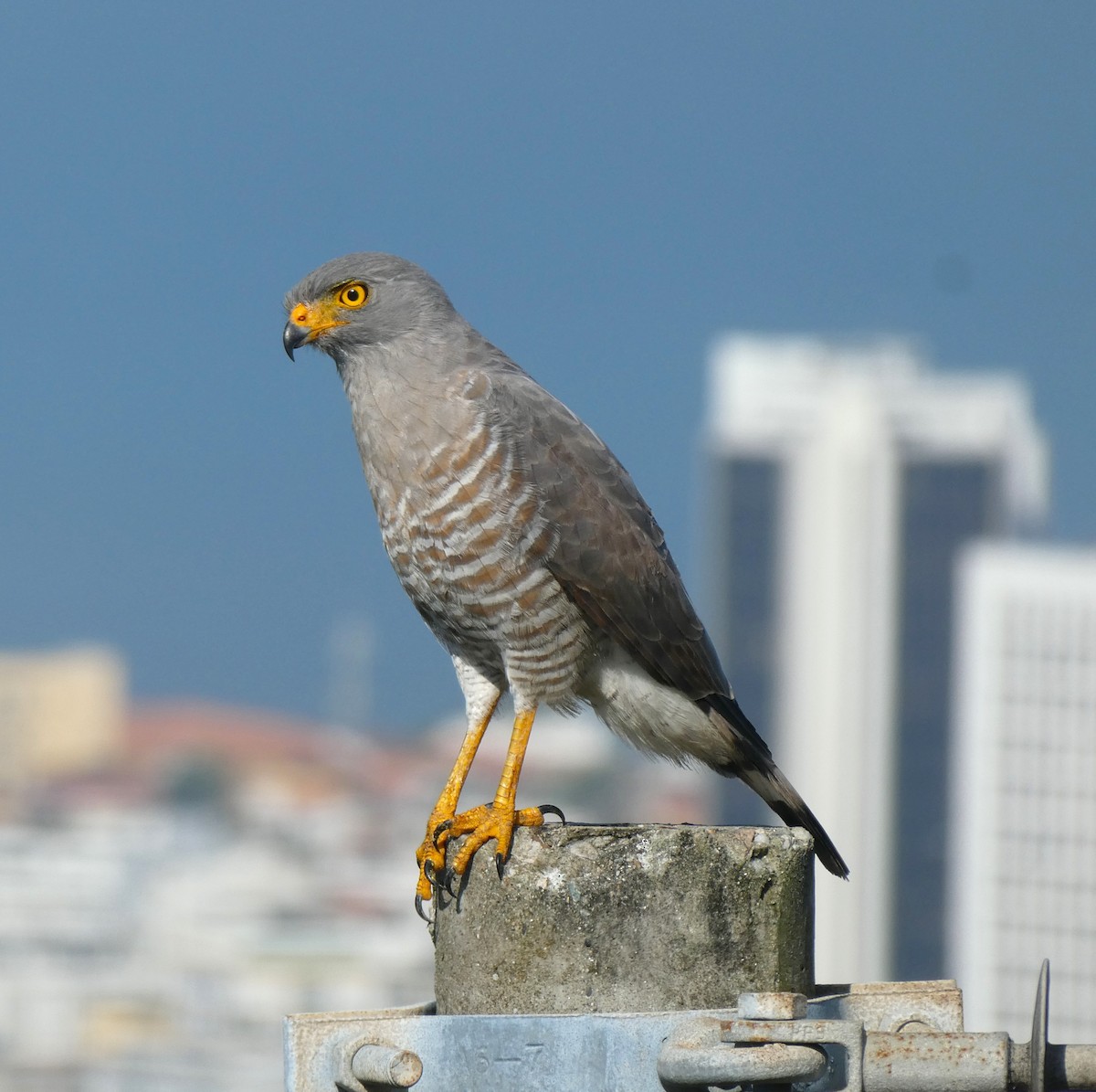Roadside Hawk - ML640998557