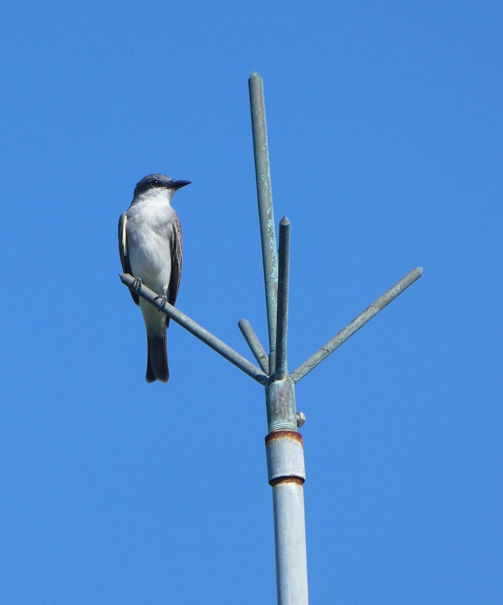 Gray Kingbird - ML640998562