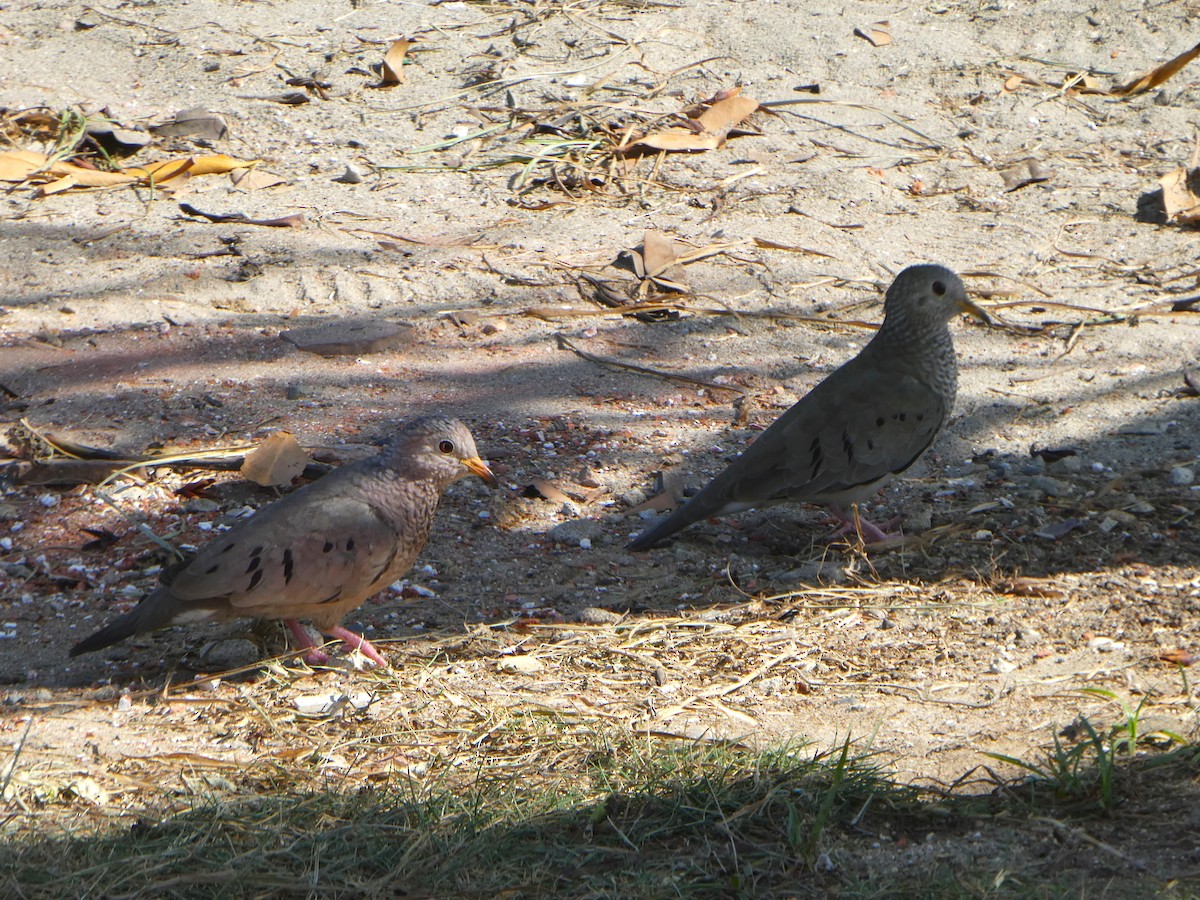 Common Ground Dove - ML640998627