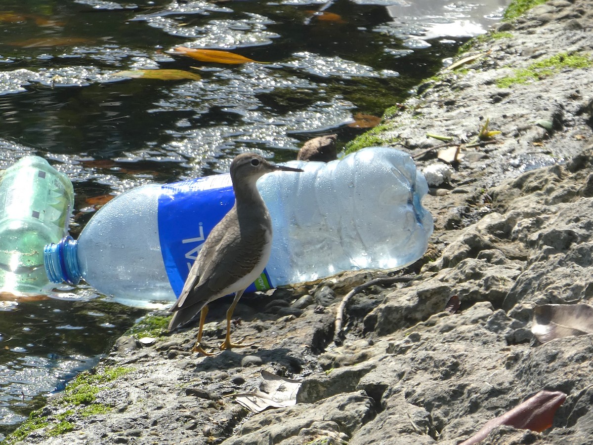 Spotted Sandpiper - ML640998644
