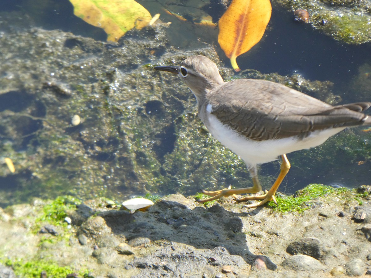 Spotted Sandpiper - ML640998646