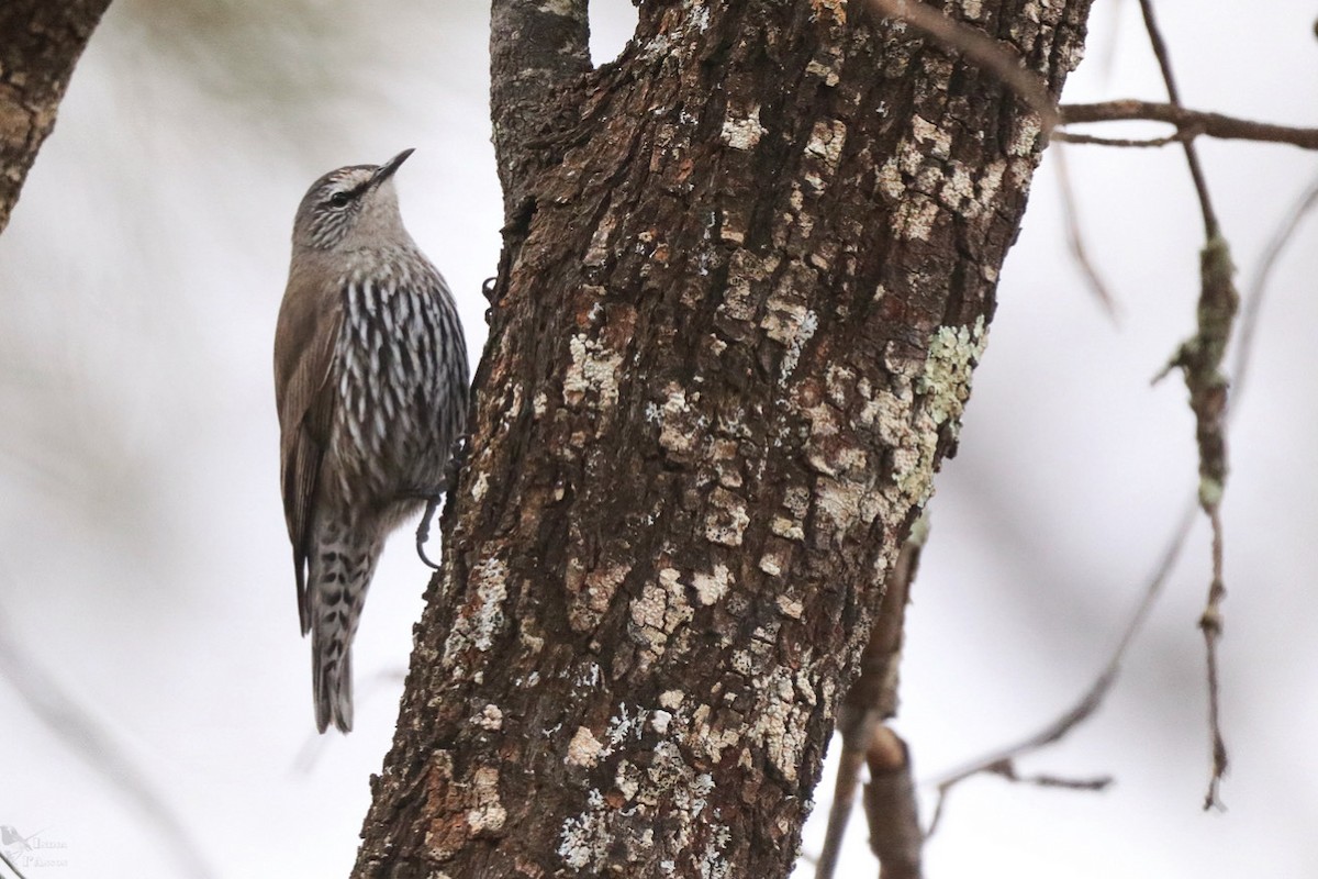 White-browed Treecreeper - ML640998653
