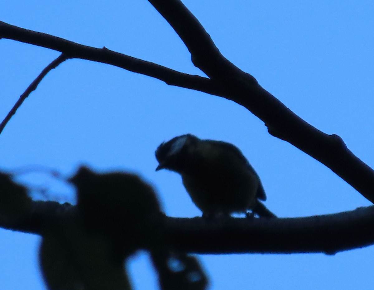 キバラシジュウカラ - ML640998658