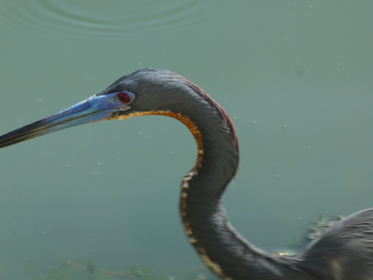 Tricolored Heron - ML640998665