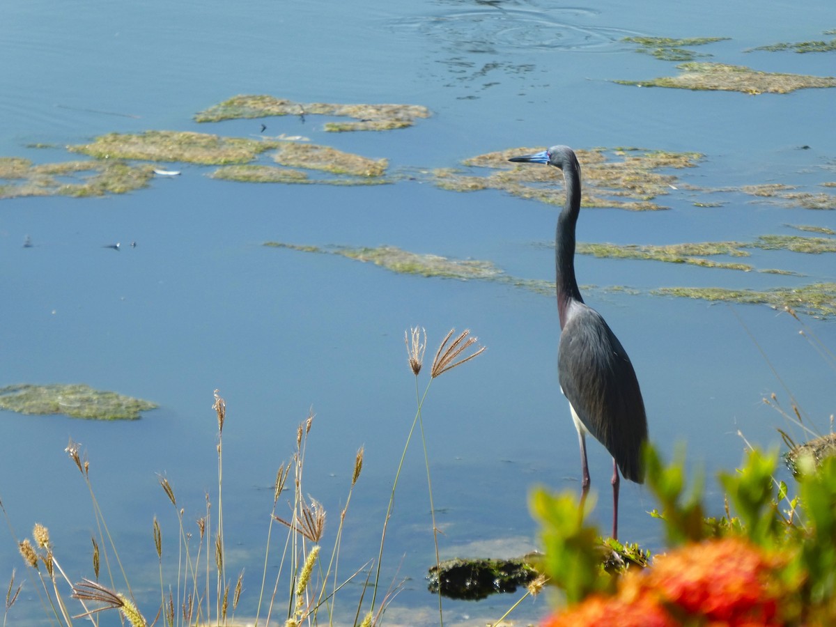 Tricolored Heron - ML640998666