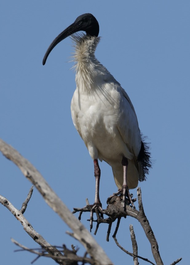 Australian Ibis - ML640998671