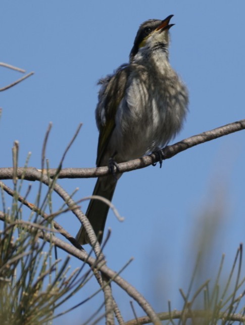 Singing Honeyeater - ML640998676