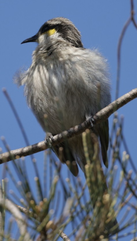 Singing Honeyeater - ML640998677
