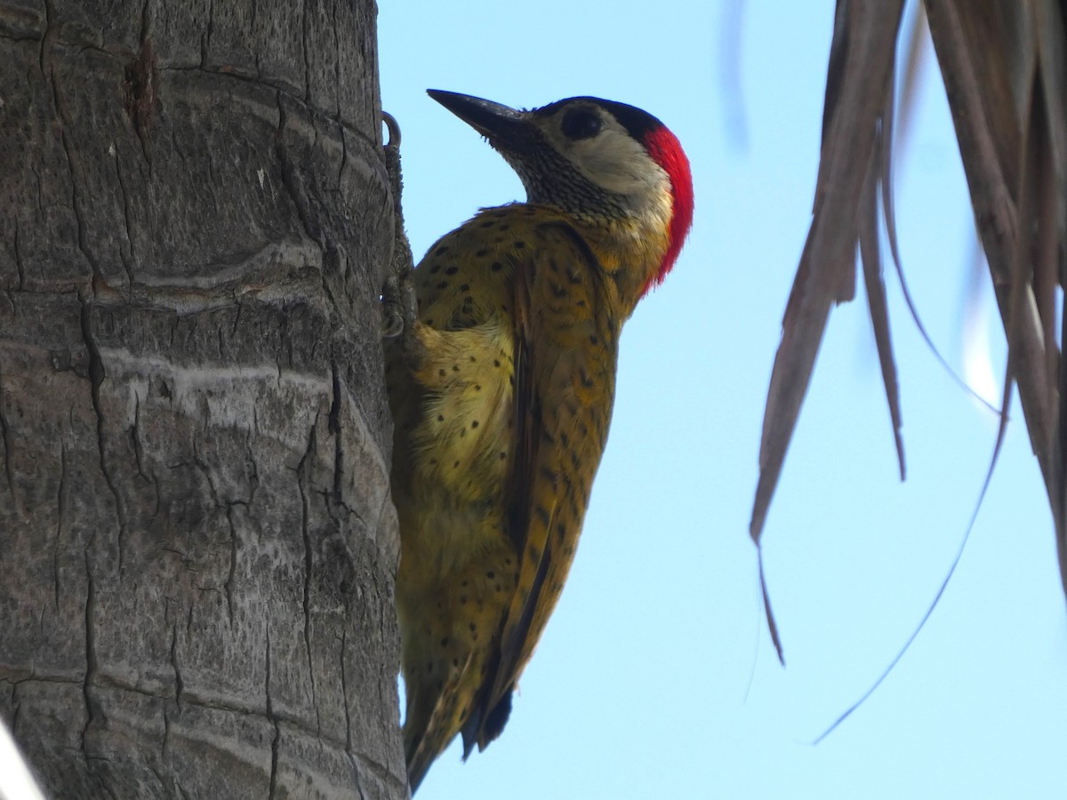 Spot-breasted Woodpecker - ML640998688