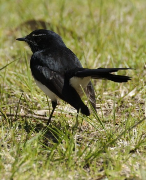 Willie-wagtail - ML640998689