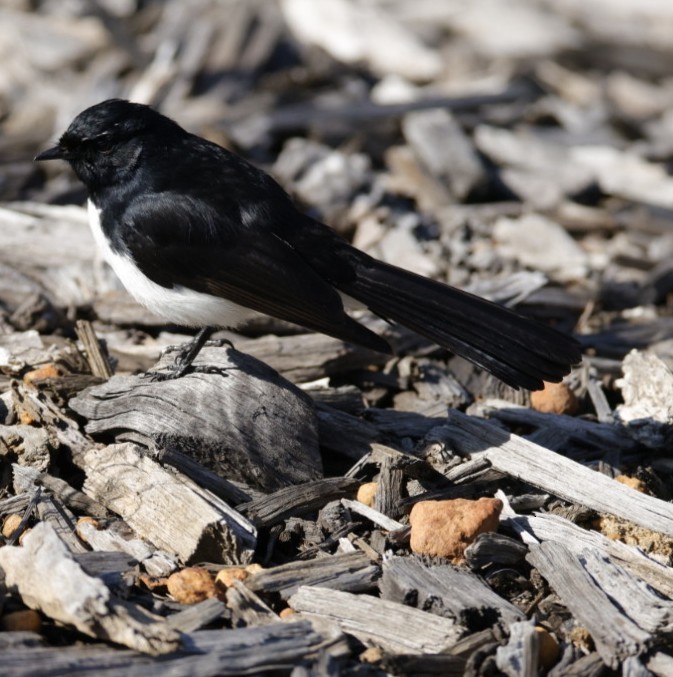 Willie-wagtail - ML640998690