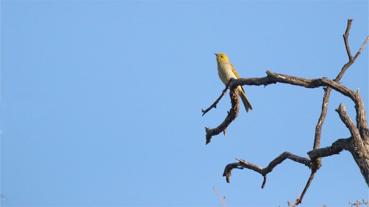 White-plumed Honeyeater - ML640998720