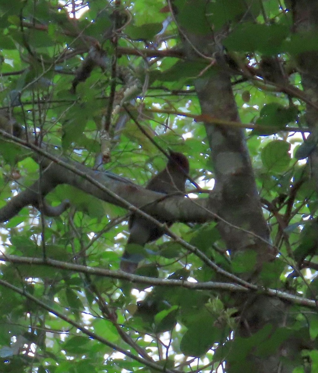 Rusty Laughingthrush - ML640998724
