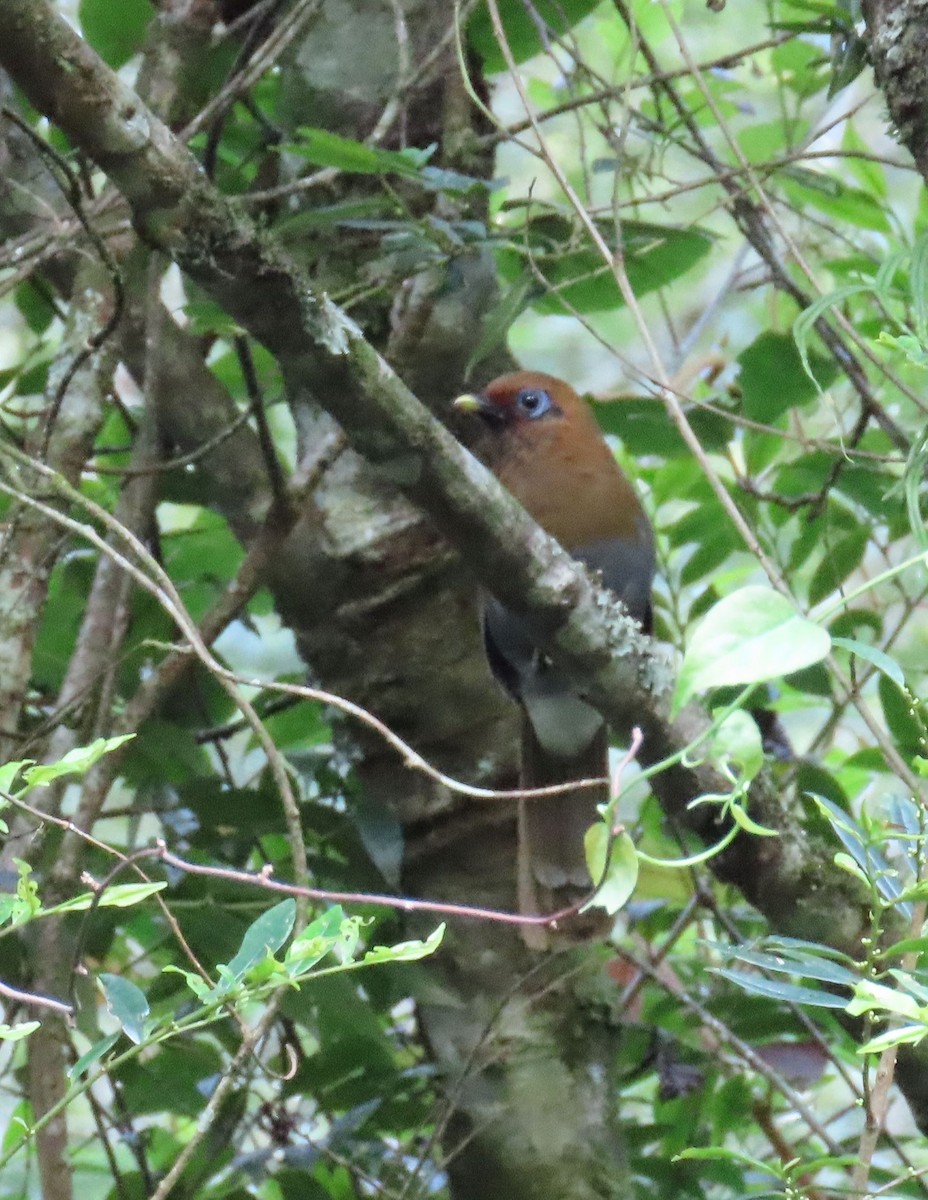 Rusty Laughingthrush - ML640998725