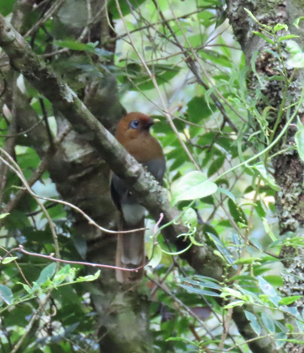 Rusty Laughingthrush - ML640998726