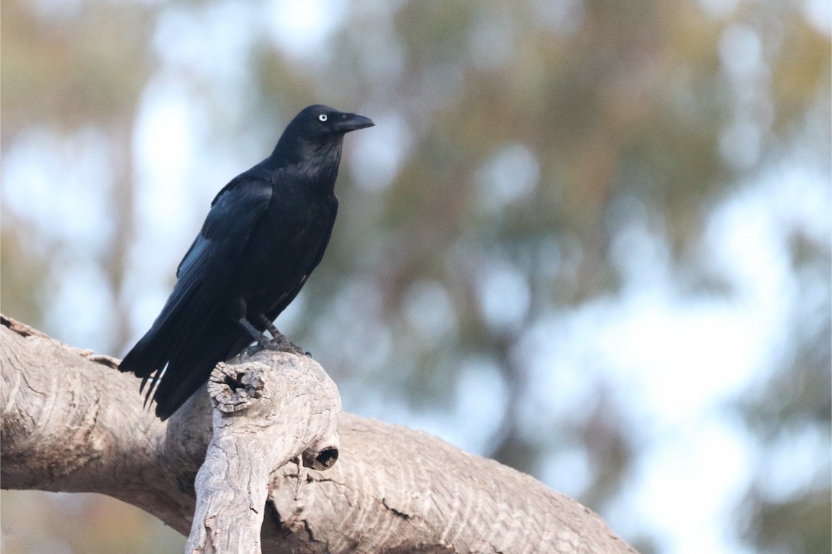 Little Raven - ML640998728