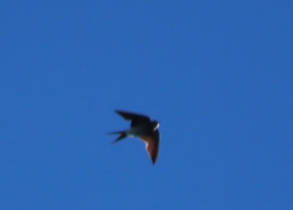 Eastern Red-rumped Swallow (Striated) - ML640998732