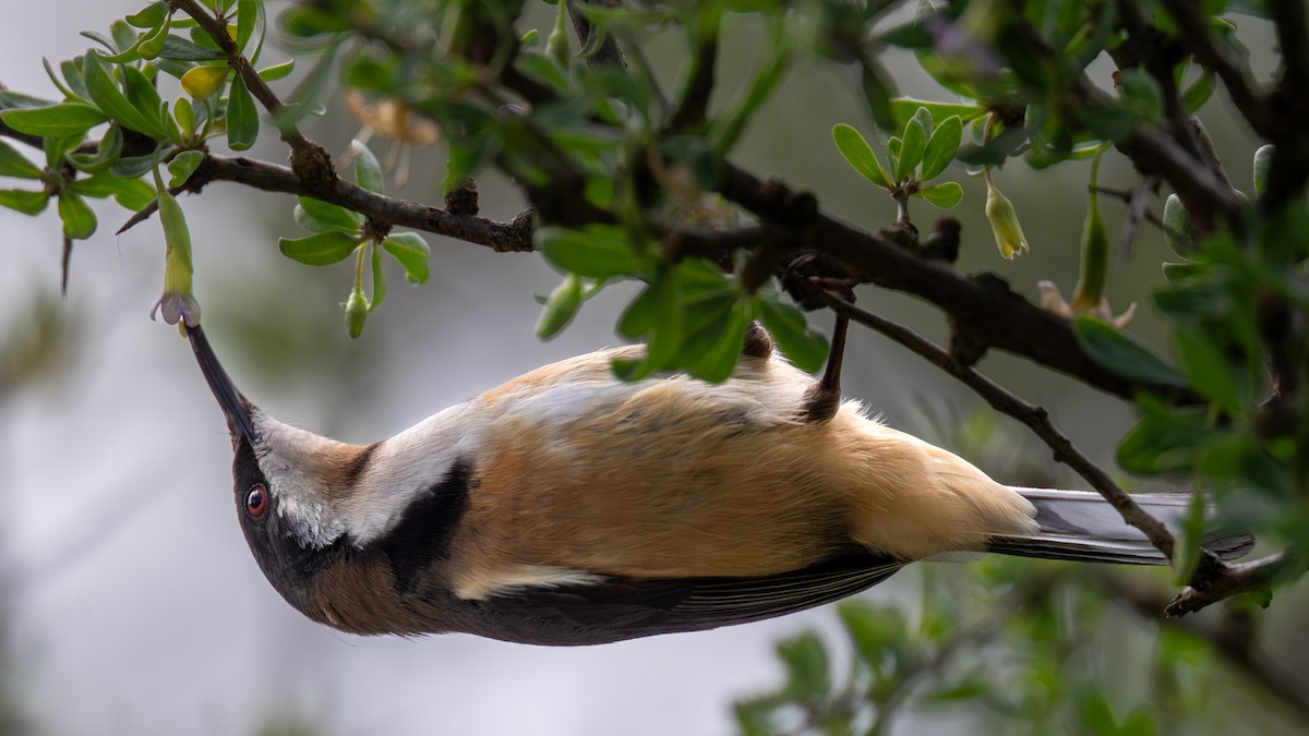 Eastern Spinebill - ML640998745
