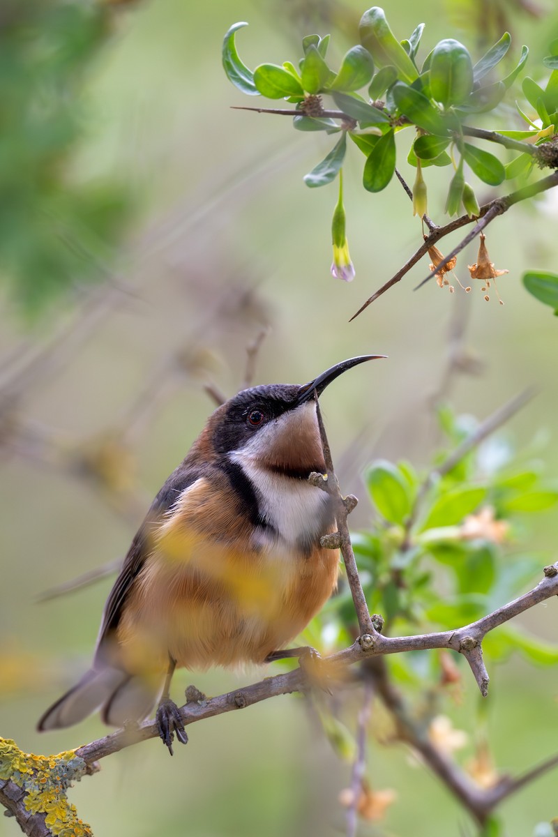 Eastern Spinebill - ML640998746