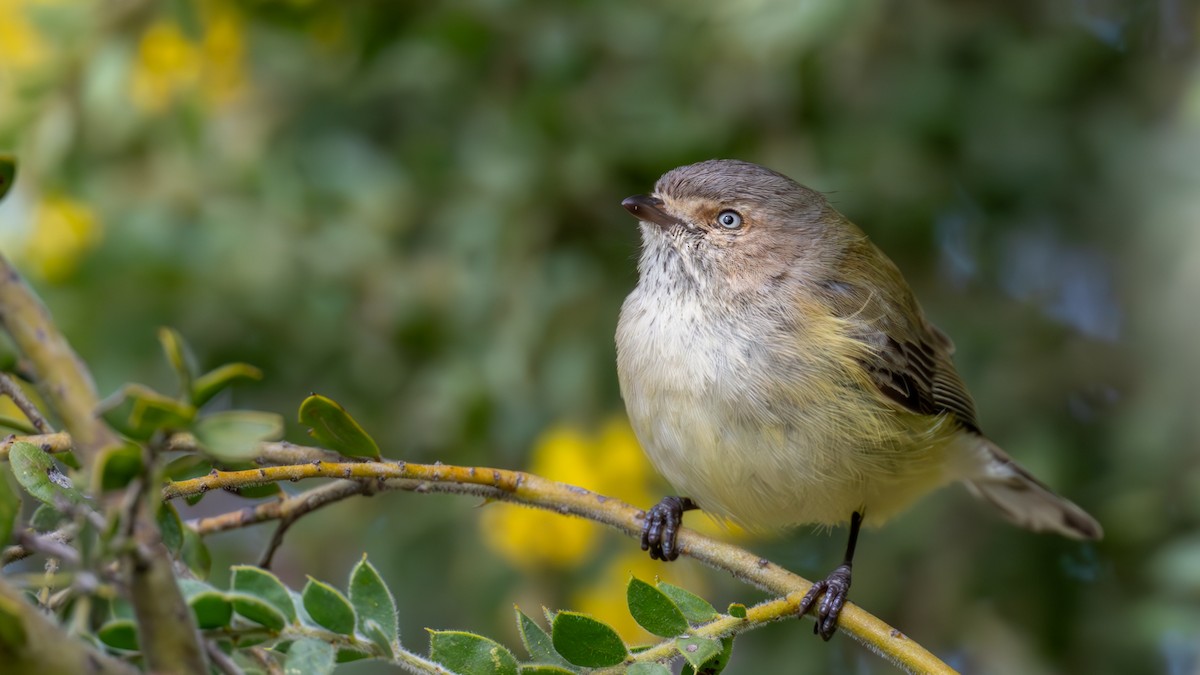 Weebill - ML640998760